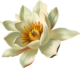 Лотосы